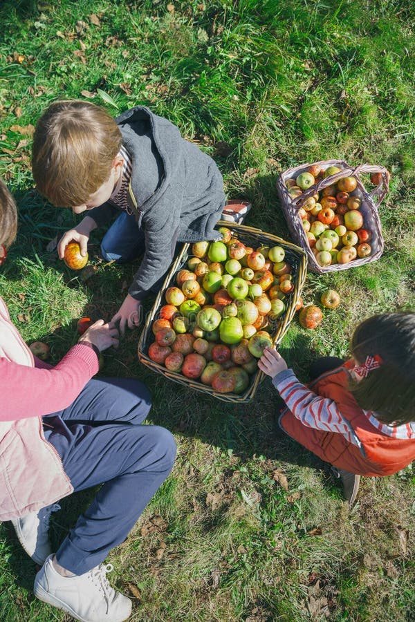 Kinderen en hogere vrouw die appelen binnen zetten van royalty-vrije stock afbeelding Kinderen en hogere vrouw die appelen binnen zetten van royalty-vrije stock afbeelding