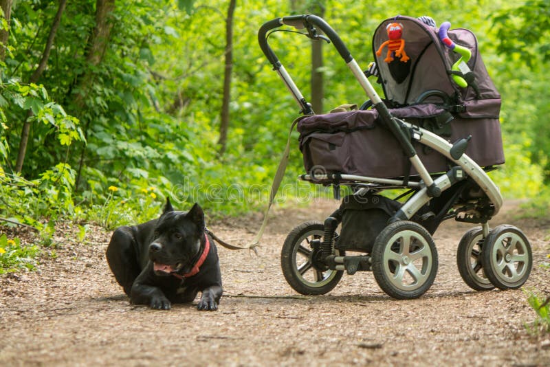Hund Im Kinderwagen Stockfotos und Bilder Laden Sie 30 lizenzfreie