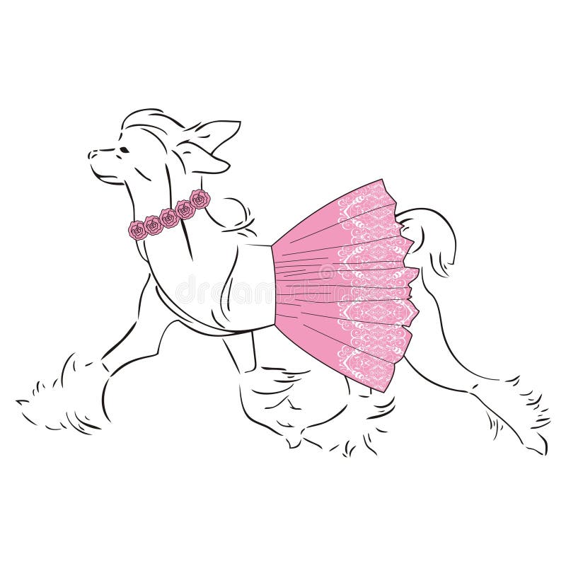 Kines krönade hunden i en snöra åtrosa färgkjol och rosor Modemodell på vit bakgrund stock illustrationer Kines krönade hunden i en snöra åtrosa färgkjol och rosor Modemodell på vit bakgrund stock illustrationer