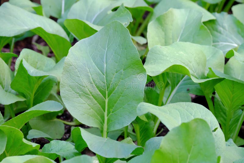 Kinesisk broccoli som växer i en grönsaksäng i utomhus- trädgård i staden royaltyfri bild Kinesisk broccoli som växer i en grönsaksäng i utomhus- trädgård i staden royaltyfri bild