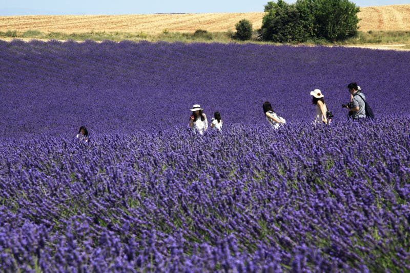 Kinesiska turister som går bland lavendelfält, Provence royaltyfria bilder