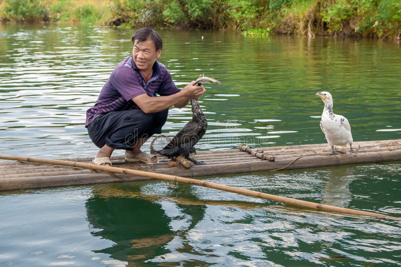 Kinesiskt manfiske med kormoranfåglar i Yangshuo, Guangxi region Kina royaltyfri bild Kinesiskt manfiske med kormoranfåglar i Yangshuo, Guangxi region Kina royaltyfri bild