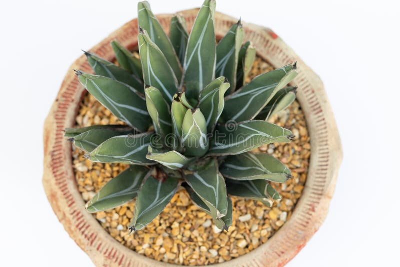 King agave potted plant top view royalty free stock images