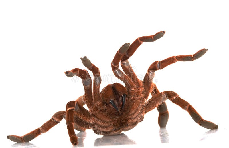 King Baboon Tarantula