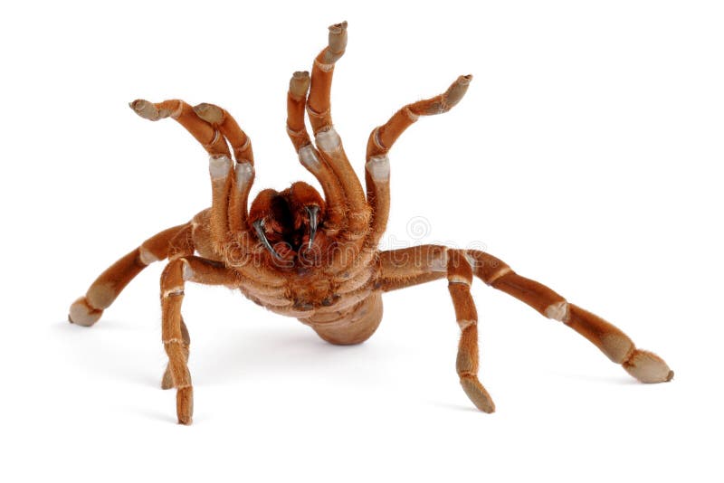 King Baboon Tarantula (Citharischius Crawshayi) Stock Photo Image