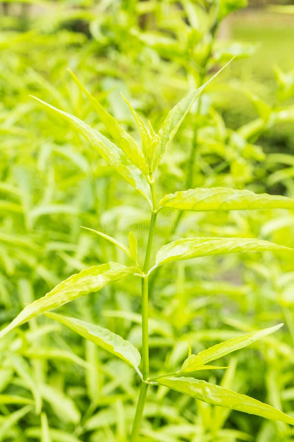 King of Bitter Herb Andrographis Paniculata Stock Photo Image of medicine, pokok 28326758