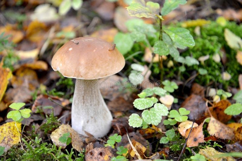 King Bolete Boletus Edulis Bull Stock Photo Image of wood, king 161106256