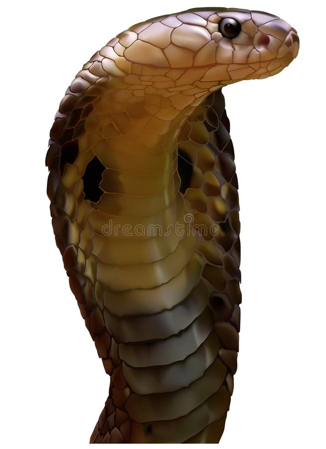 How to Draw a King Cobra - Easy Drawing Tutorial For Kids