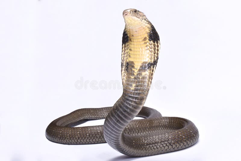 King cobra, Ophiophagus hannah