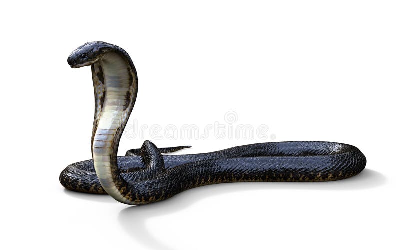 King Cobra the World`s Longest Venomous Snake Isolated on Dark Background  with Clipping Path Stock Illustration - Illustration of dreadful, devil:  184120584