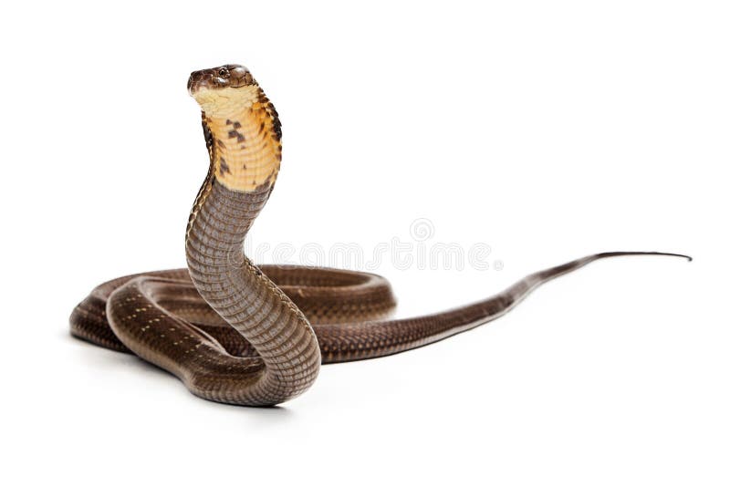 King Cobra Snake Ready to Strike