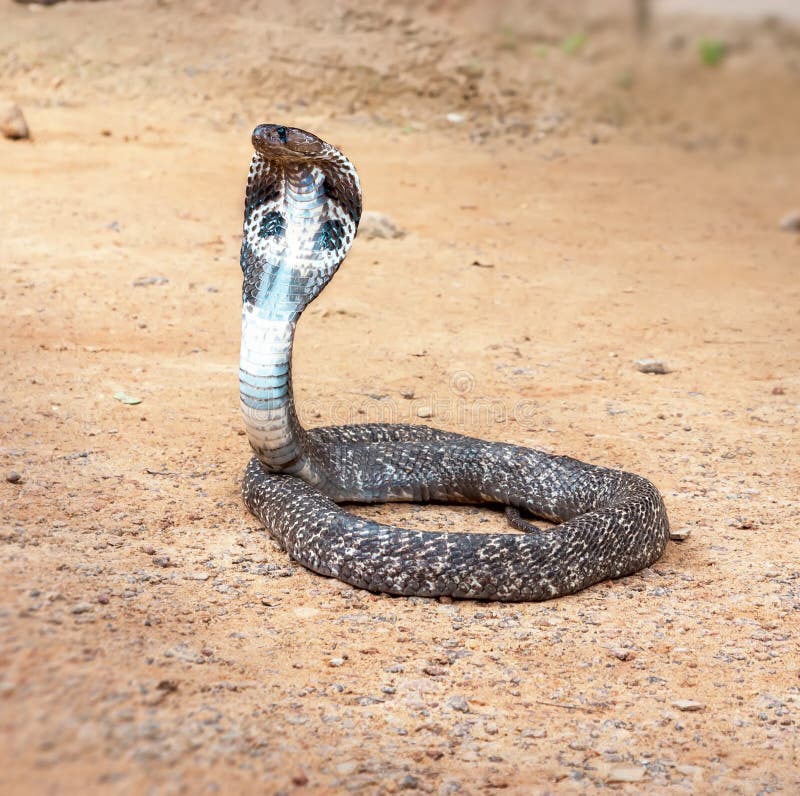 9+ Cobra king snake Free Stock Photos - StockFreeImages