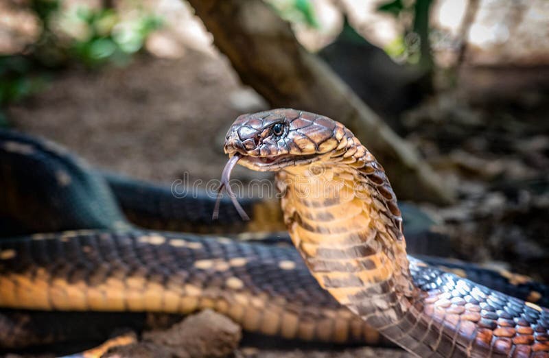King Cobra snake in Uganda, Africa