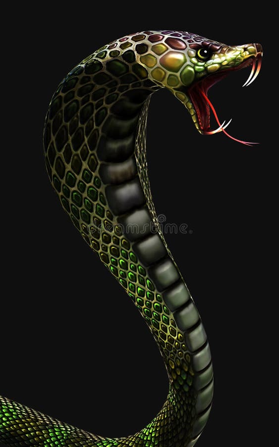 King Cobra the World`s Longest Venomous Snake Isolated on Dark Background  with Clipping Path Stock Illustration - Illustration of dreadful, devil:  184120584