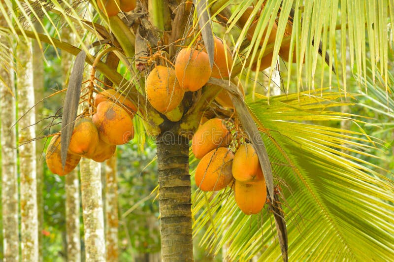 King Coconuts Ready for Harvest on Tree Stock Image - Image of garden ...
