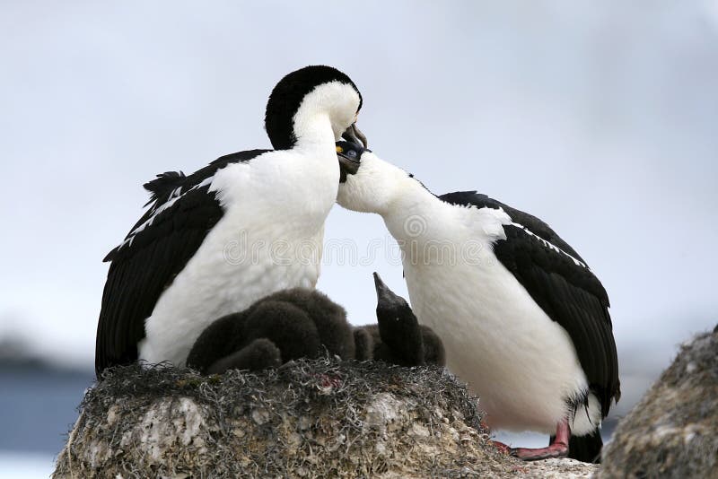 King cormorants stock image. Image of chick, animal, antarctica 10523669