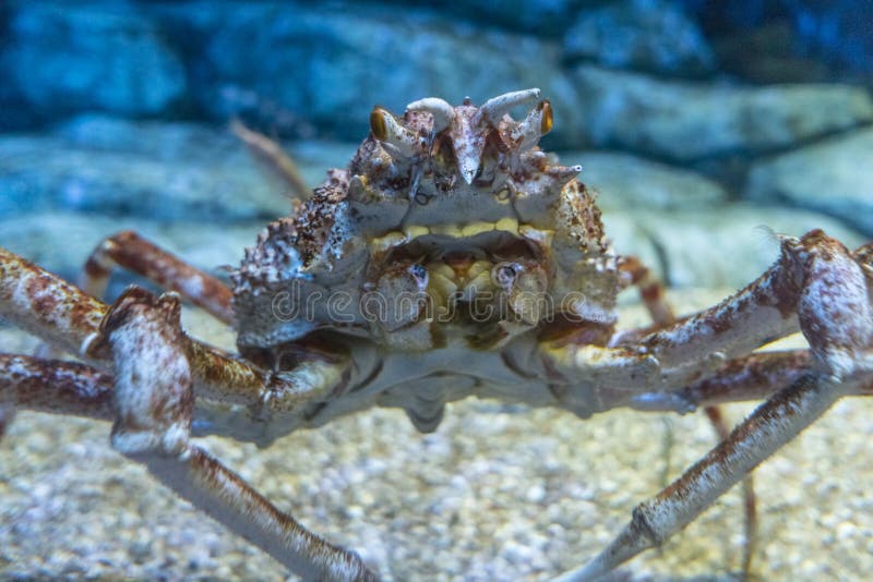 King crab stock photo. Image of underwater, live, seafood 80768512