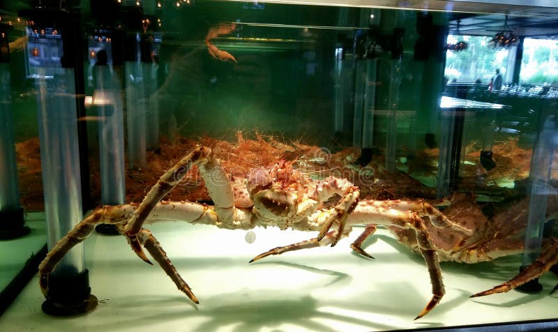 King Crab Tank Photos Free Royalty Free Stock Photos From Dreamstime