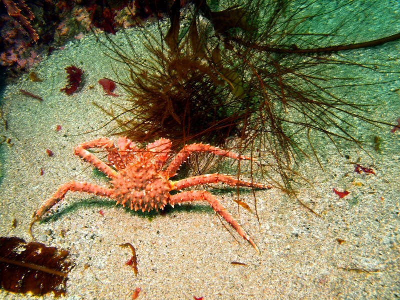 King crab stock image. Image of ocean, water, world, underwater 43658289