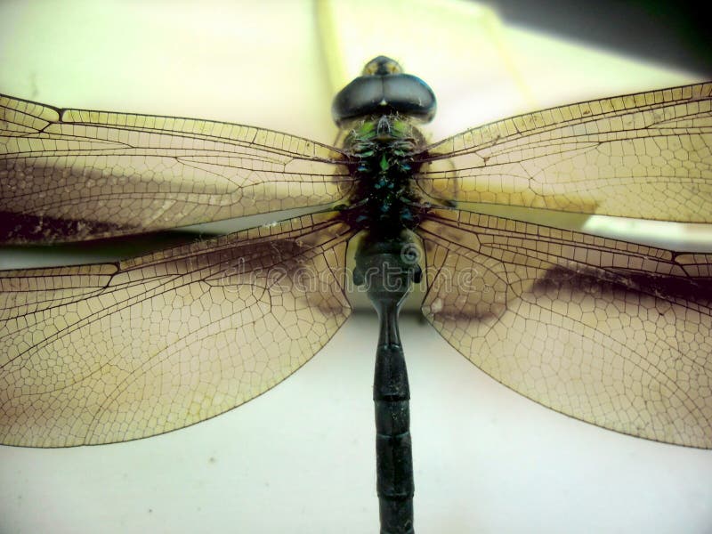 king and dragonflies king and dragonflies
