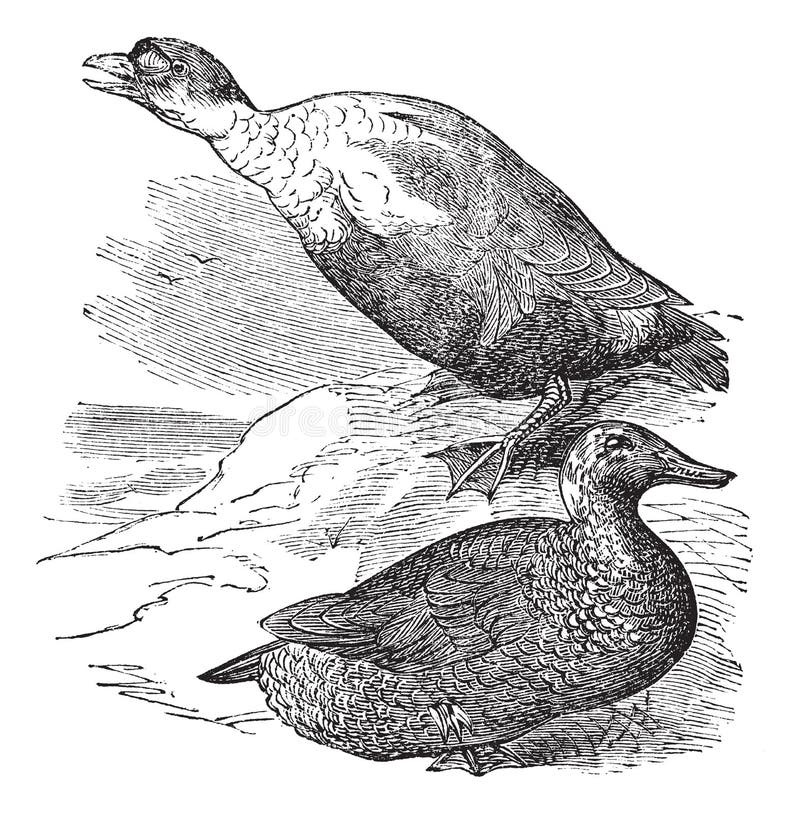 Eider Duck Stock Illustrations – 20 Eider Duck Stock Illustrations ...