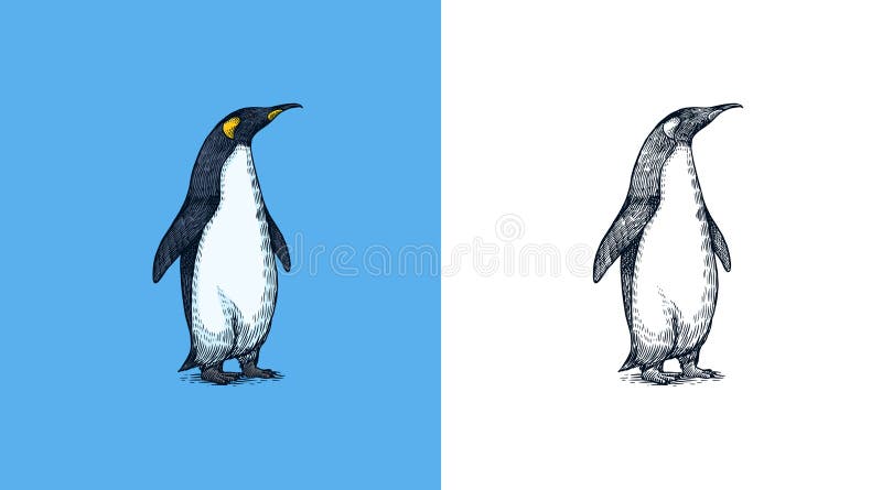 How to draw penguin 🐧 step by step | Penguin drawing easy | Penguin drawing  for kids | - YouTube