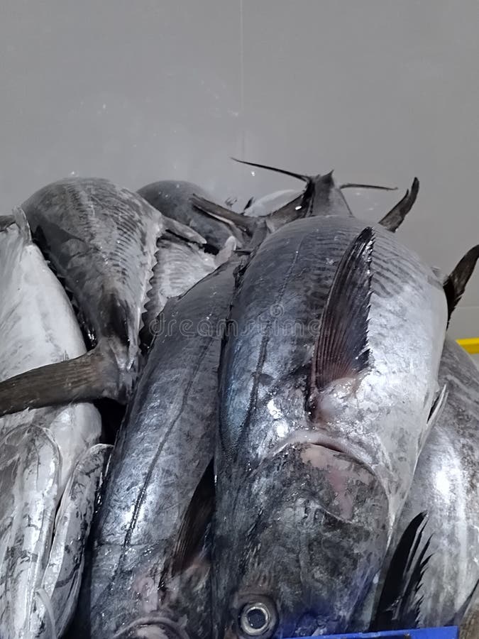 King fish stock photo. Image of fish, blue, king, giant 259282272