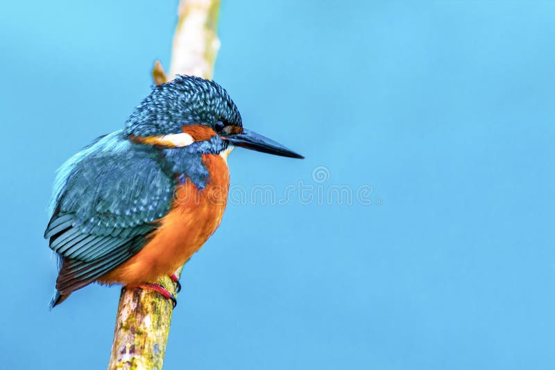 El rey pescador pájaro espera sobre el rama caza en frío el clima en, países bajos.