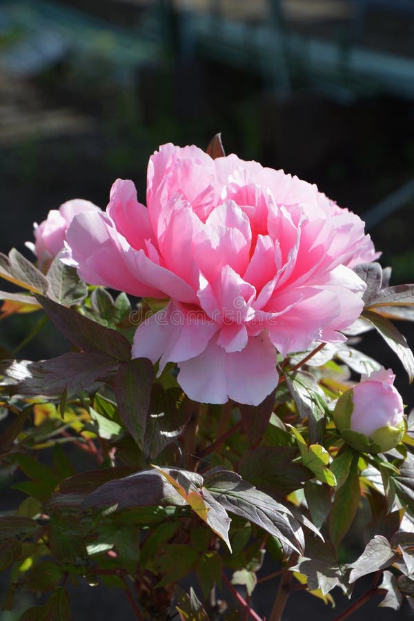 4,257 Flowers Tree Peony Photos Free & RoyaltyFree Stock Photos from