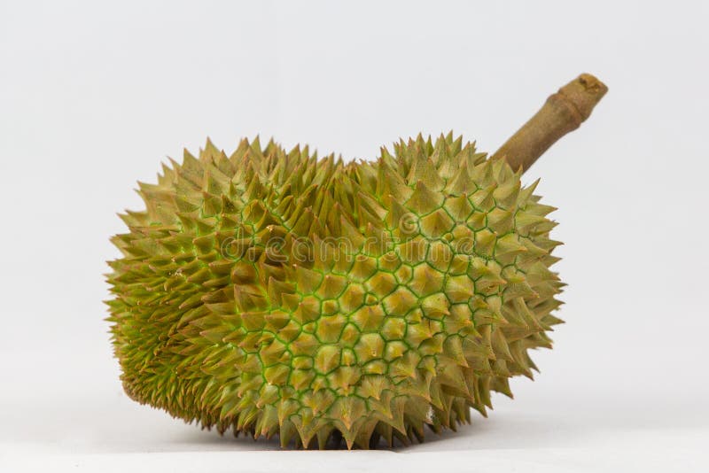 King of Fruits Durian Fresh Cut Isolated on White Background Stock