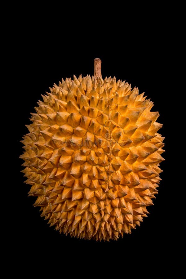 King of fruits, durian isolated on black background. Asian fruit royalty free stock photography