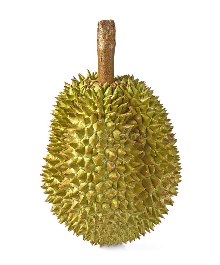 King of fruits, durian isolated on white background stock photography