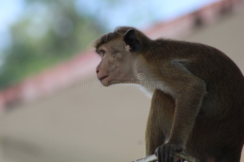 King of the monkey group stock photo King of the monkey group stock photo