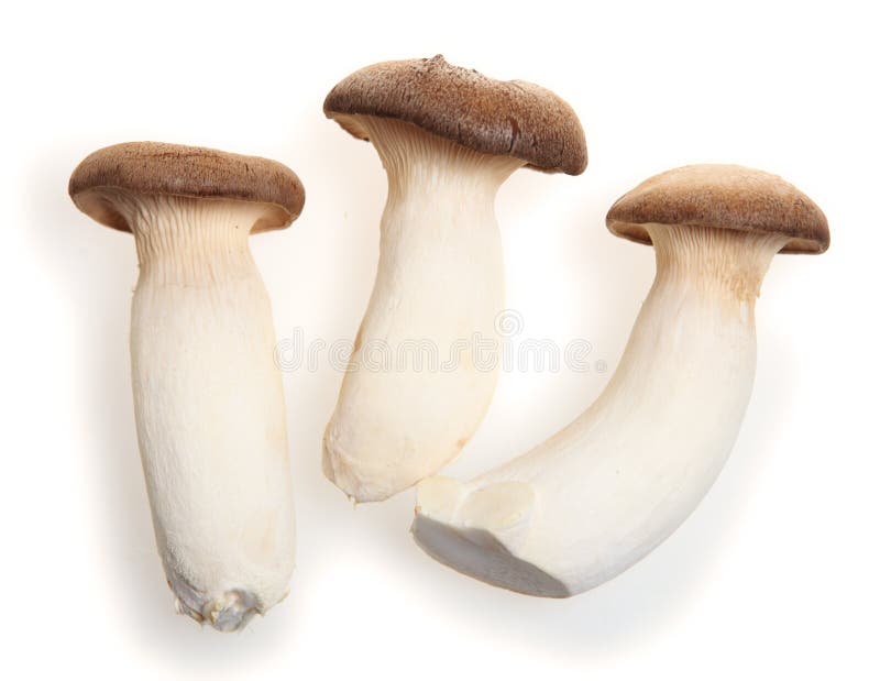 Pleurotus eryngii known as the king oyster mushroom. king trumpet mushroom or french horn mushroom. It is used in