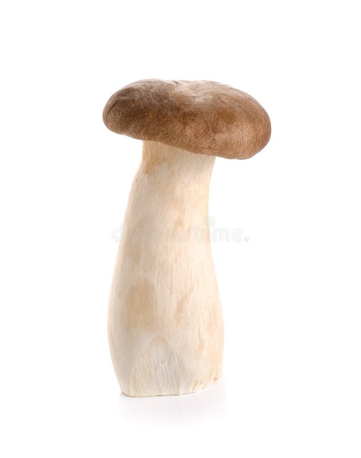 King Oyster Mushroom Eringi Isolated on White Backgroud Stock Photo Image of tasty, medicine