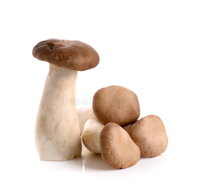 King Oyster Mushroom Eringi Isolated on White Backgroud Stock Photo Image of tasty, medicine