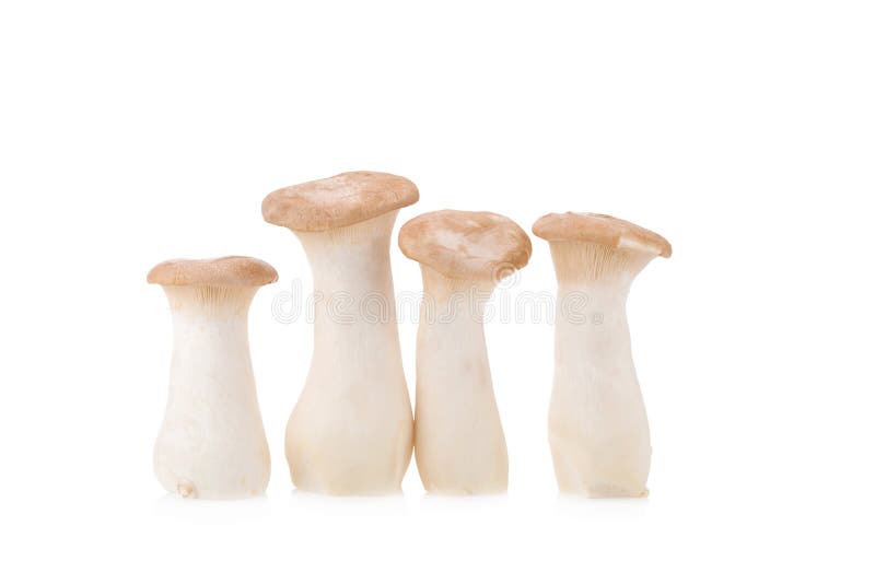 King Oyster Mushroom (Eringi) on White Backgroud Stock Image Image of