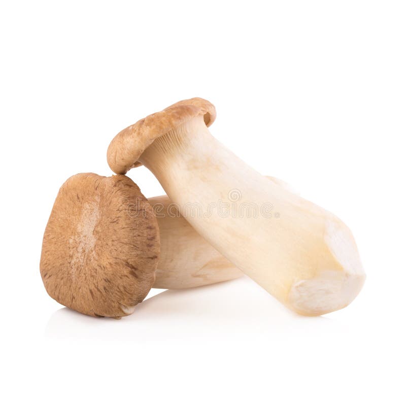 King Oyster Mushroom (Eringi) on White Backgroud Stock Photo Image of