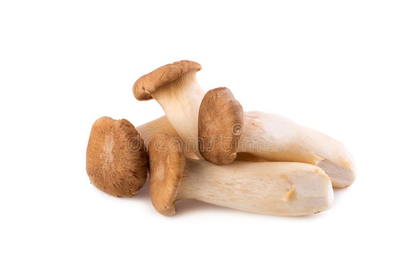 King Oyster Mushroom (Eringi) On White Backgroud Stock Photo Image of ingredient, eryngii