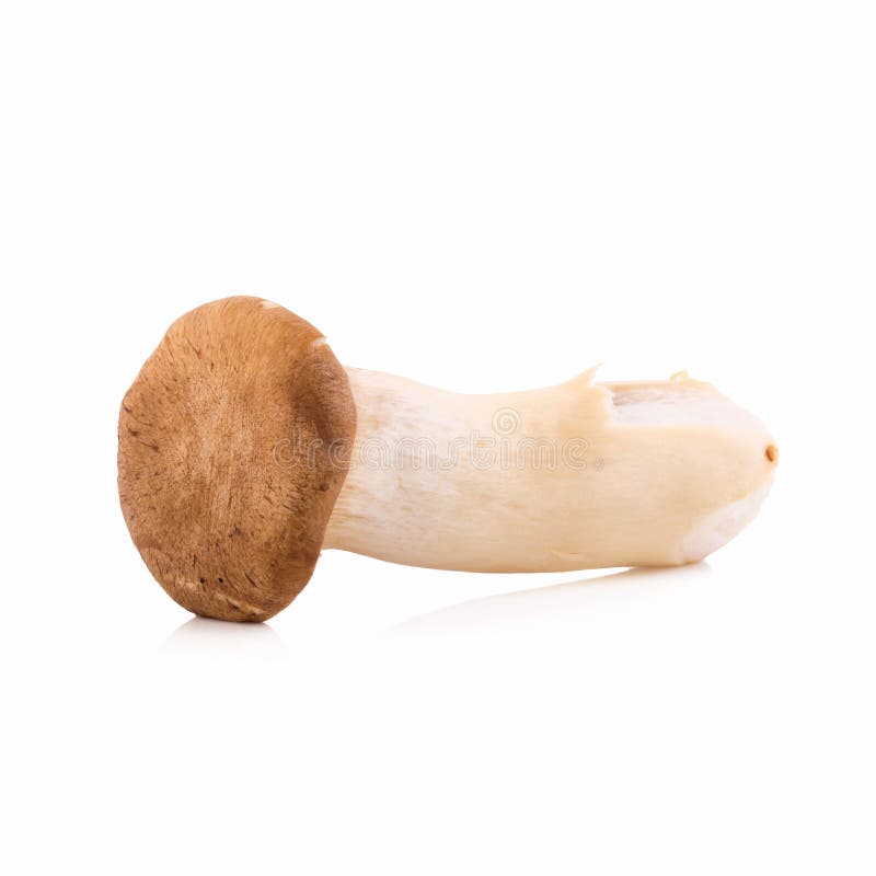 King Oyster Mushroom (Eringi) on White Backgroud Stock Image Image of