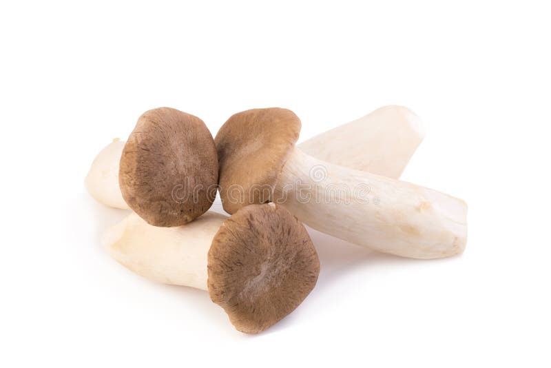 King Oyster Mushroom (Eringi) on White Backgroud Stock Photo Image of
