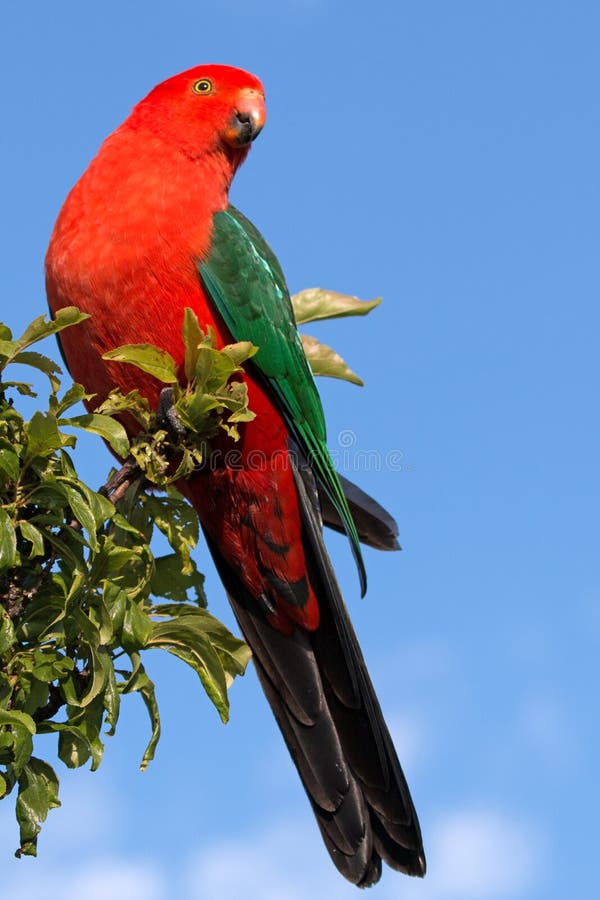 King Parrot Showing Off In Drouin Victoria Australia Stock ...