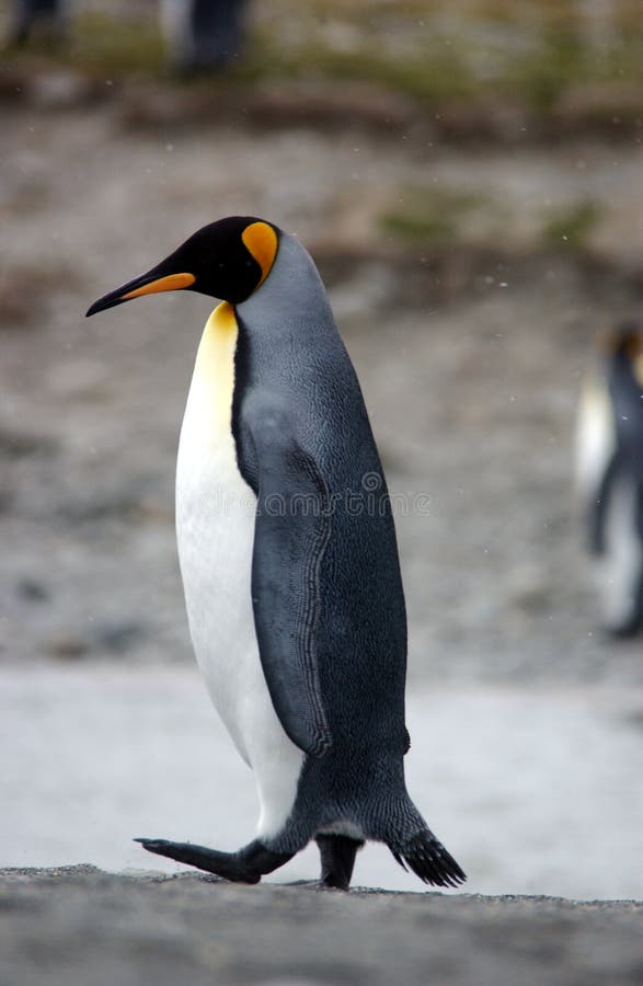 King penguin