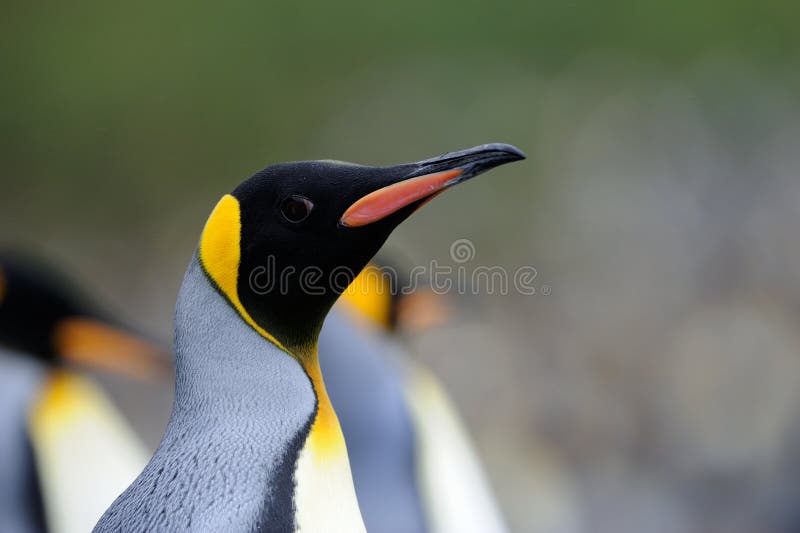 King Penguin