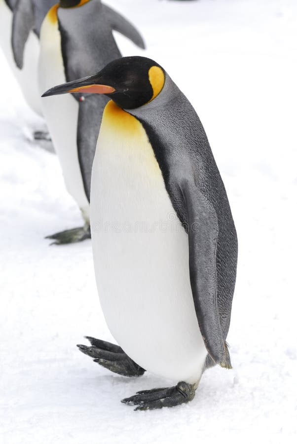 King Penguin