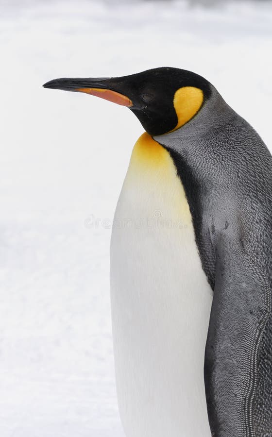 King Penguin