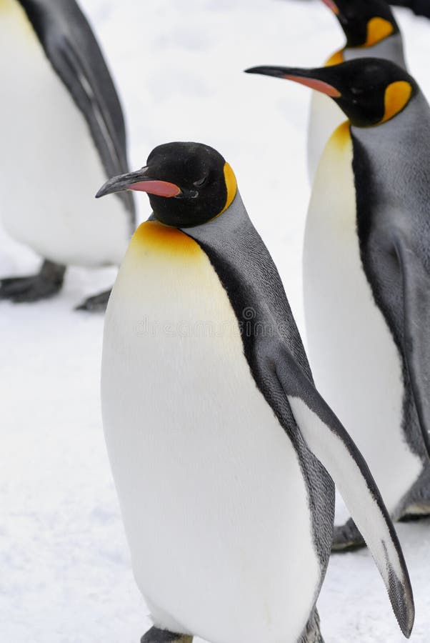 King Penguin