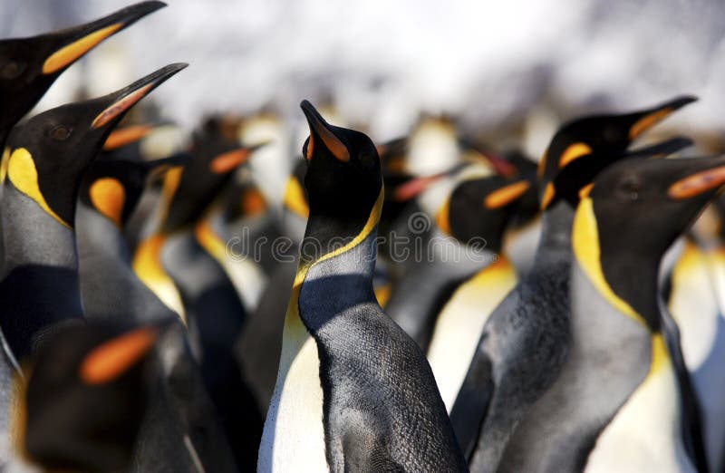 King penguin