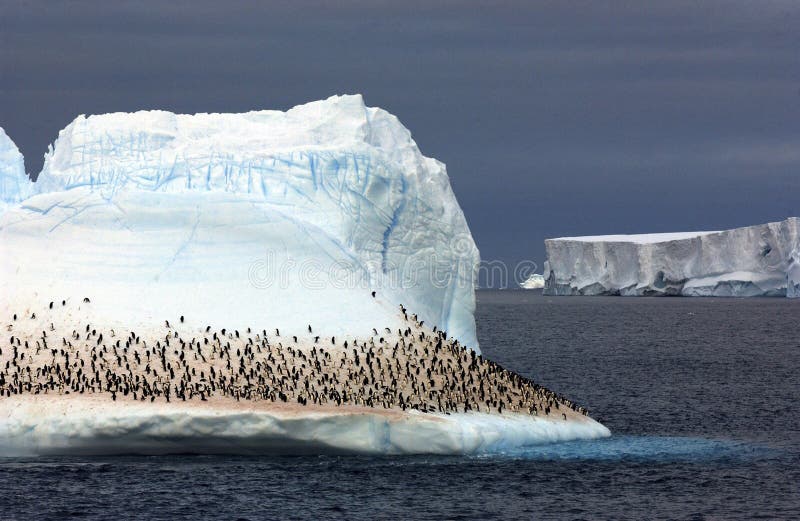 King penguin