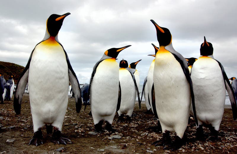 King penguin